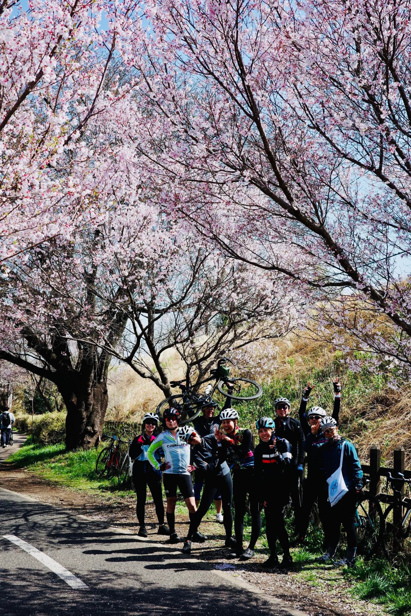 2025 spring ride under cherry blossoms