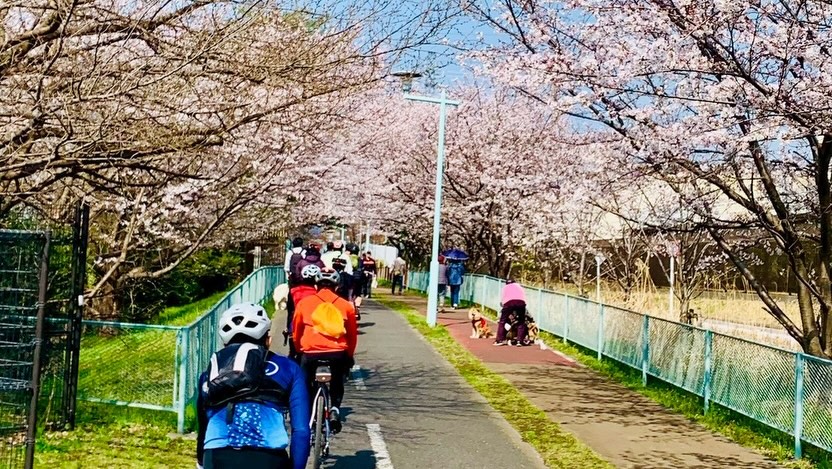 2026 cherry blossom ride — 春のライド